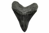 Serrated, Fossil Megalodon Tooth - South Carolina #341441-1
